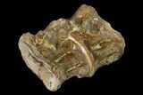 Fossil Fish (Ichthyodectes) Dorsal Vertebrae - Kansas #136485-2